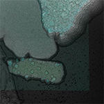 FusionScope&reg; App Note: Pearlescent Pigment Analysis